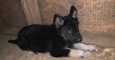 German Shepsky boy puppies for sale