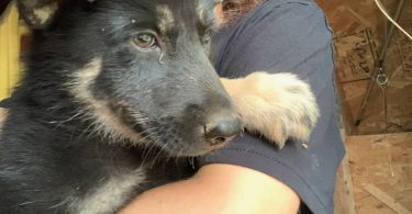 German Shepsky boy puppies for sale