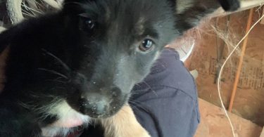 German Shepsky boy puppies for sale