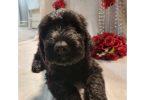 2 Giant Schnauzer puppies for sale