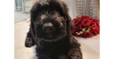 2 Giant Schnauzer puppies for sale