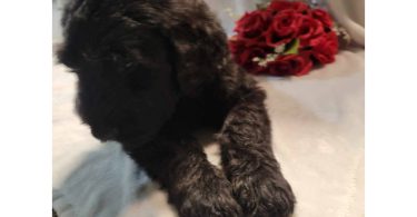 2 Giant Schnauzer puppies for sale