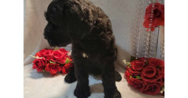2 Giant Schnauzer puppies for sale
