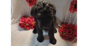 2 Giant Schnauzer puppies for sale
