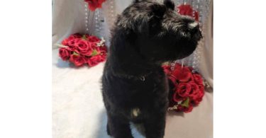 2 Giant Schnauzer puppies for sale