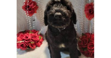 2 Giant Schnauzer puppies for sale