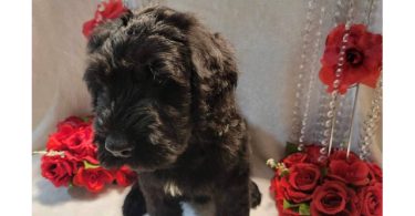 2 Giant Schnauzer puppies for sale