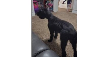 2 Giant Schnauzer puppies for sale