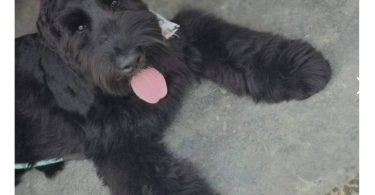 2 Giant Schnauzer puppies for sale