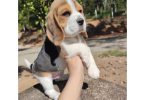 Beagle Puppies Available Now