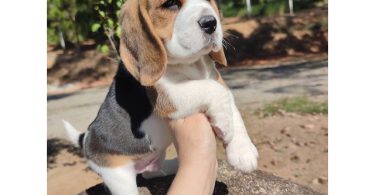 Beagle Puppies Available Now