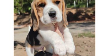 Beagle Puppies Available Now