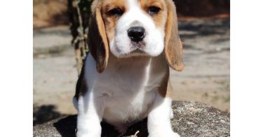 Beagle Puppies Available Now
