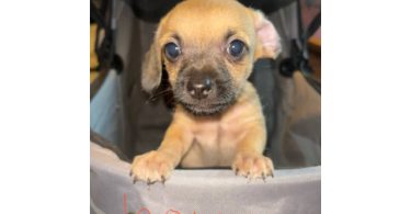 Chizer puppy's