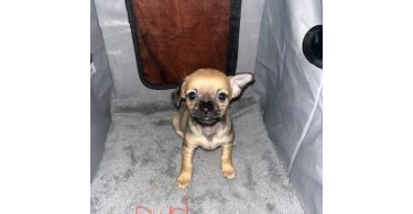 Chizer puppy's