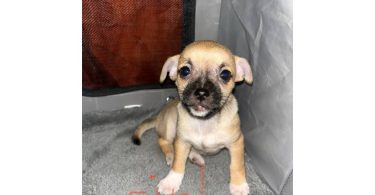 Chizer puppy's