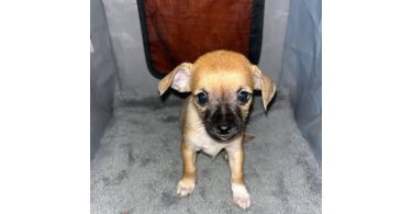 Chizer puppy's