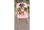 AKC Boxer pups for sale