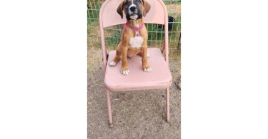 AKC Boxer pups for sale