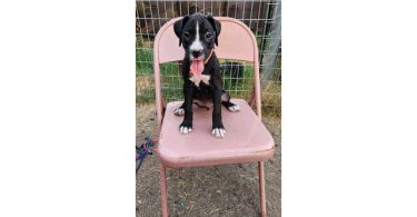 AKC Boxer pups for sale