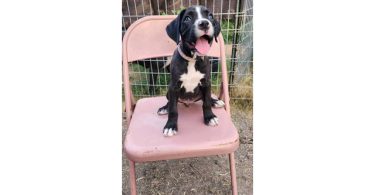 AKC Boxer pups for sale