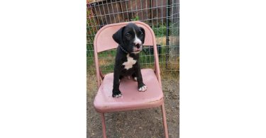 AKC Boxer pups for sale