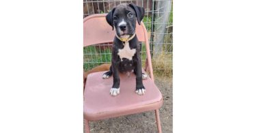 AKC Boxer pups for sale
