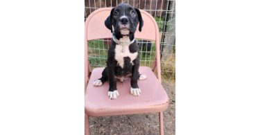 AKC Boxer pups for sale