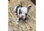 Black and white French Bulldog pup for sale