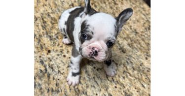 Black and white French Bulldog pup for sale