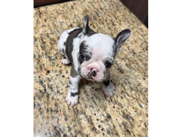 Black and white French Bulldog pup for sale