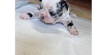 Black and white French Bulldog pup for sale