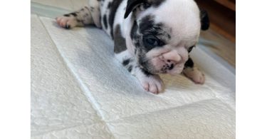 Black and white French Bulldog pup for sale