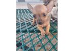 2 baby tiny chihuahua pups