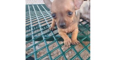 2 baby tiny chihuahua pups