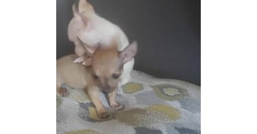 2 baby tiny chihuahua pups