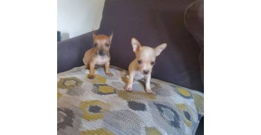 2 baby tiny chihuahua pups