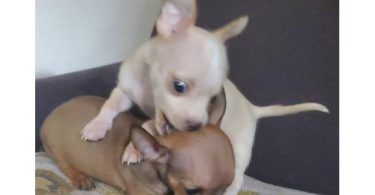 2 baby tiny chihuahua pups