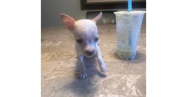 2 baby tiny chihuahua pups