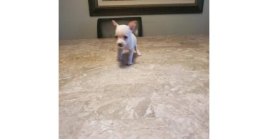 2 baby tiny chihuahua pups