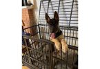 4 months Shepsky Puppy with hazel eyes