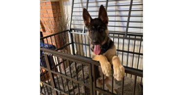 4 months Shepsky Puppy with hazel eyes