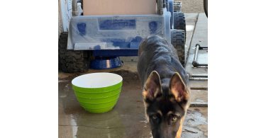 4 months Shepsky Puppy with hazel eyes