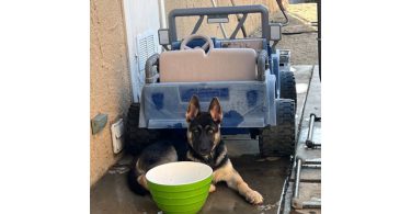 4 months Shepsky Puppy with hazel eyes
