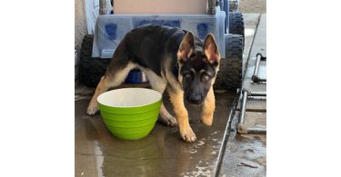 4 months Shepsky Puppy with hazel eyes