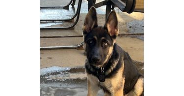 4 months Shepsky Puppy with hazel eyes