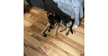 4 months Shepsky Puppy with hazel eyes