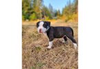 9 weeks old female brindle puppy