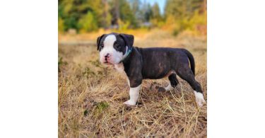 9 weeks old female brindle puppy