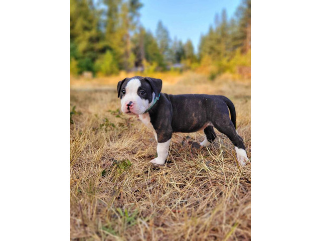 9 weeks old female brindle puppy